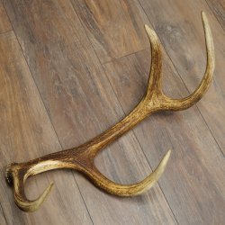 Corna di cervo rosso, 14 punte, peso 1,45 kg, lunghezza 70 cm, corna di cervo cadute, 71.1.192