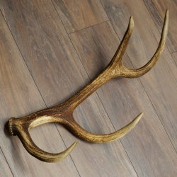 Corna di cervo rosso, 14 punte, peso 1,45 kg, lunghezza 70 cm, corna di cervo cadute, 71.1.192