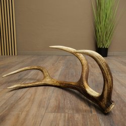 Corna di cervo rosso, 14 punte, peso 1,45 kg, lunghezza 70 cm, corna di cervo cadute, 71.1.192