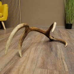 Corna di cervo rosso, 14 punte, peso 1,45 kg, lunghezza 70 cm, corna di cervo cadute, 71.1.192