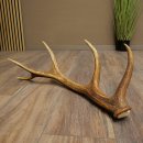 Corna di cervo rosso, 14 punte, peso 1,45 kg, lunghezza 70 cm, corna di cervo cadute, 71.1.192