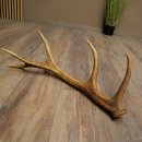 Corna di cervo rosso, 14 punte, peso 1,45 kg, lunghezza 70 cm, corna di cervo cadute, 71.1.192