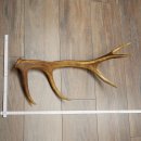 Corna di cervo rosso, 14 punte, peso 1,45 kg, lunghezza 70 cm, corna di cervo cadute, 71.1.192