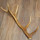 Corna di cervo rosso, 14 punte, peso 1,45 kg, lunghezza 70 cm, corna di cervo cadute, 71.1.192