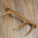 Corna di cervo rosso, 14 punte, peso 1,45 kg, lunghezza 70 cm, corna di cervo cadute, 71.1.192