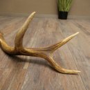 Corna di cervo rosso, 14 punte, peso 1,45 kg, lunghezza 70 cm, corna di cervo cadute, 71.1.192