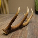 Corna di cervo rosso, 14 punte, peso 1,45 kg, lunghezza 70 cm, corna di cervo cadute, 71.1.192