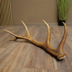 Corna di cervo rosso, 14 punte, peso 1,45 kg, lunghezza 70 cm, corna di cervo cadute, 71.1.192