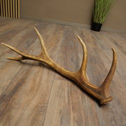 Corna di cervo rosso, 14 punte, peso 1,45 kg, lunghezza 70 cm, corna di cervo cadute, 71.1.192