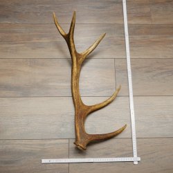 Corna di cervo rosso, 14 punte, peso 1,45 kg, lunghezza 70 cm, corna di cervo cadute, 71.1.192