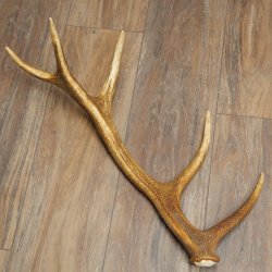 Corna di cervo rosso, 14 punte, peso 1,45 kg, lunghezza 70 cm, corna di cervo cadute, 71.1.192