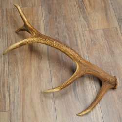 Corna di cervo rosso, 14 punte, peso 1,45 kg, lunghezza 70 cm, corna di cervo cadute, 71.1.192