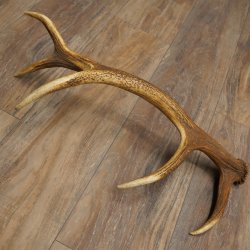 Corna di cervo rosso, 14 punte, peso 1,45 kg, lunghezza 70 cm, corna di cervo cadute, 71.1.192