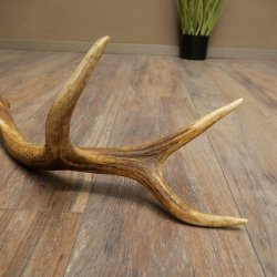 Corna di cervo rosso, 14 punte, peso 1,45 kg, lunghezza 70 cm, corna di cervo cadute, 71.1.192