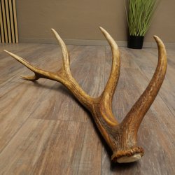 Corna di cervo rosso, 14 punte, peso 1,45 kg, lunghezza 70 cm, corna di cervo cadute, 71.1.192