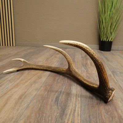 Porte-bois de cerf rouge, 14 branches, poids 1,45 kg, longueur 70 cm, bois de cerf tombé, 71.1.192