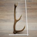 Porte-bois de cerf rouge, 14 branches, poids 1,45 kg, longueur 70 cm, bois de cerf tombé, 71.1.192