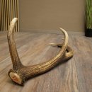 Porte-bois de cerf rouge, 14 branches, poids 1,45 kg, longueur 70 cm, bois de cerf tombé, 71.1.192