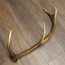 Porte-bois de cerf rouge, 14 branches, poids 1,45 kg, longueur 70 cm, bois de cerf tombé, 71.1.192
