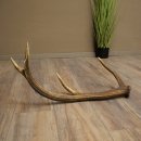 Porte-bois de cerf rouge, 14 branches, poids 1,45 kg, longueur 70 cm, bois de cerf tombé, 71.1.192