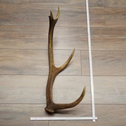 Porte-bois de cerf rouge, 14 branches, poids 1,45 kg, longueur 70 cm, bois de cerf tombé, 71.1.192
