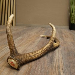 Porte-bois de cerf rouge, 14 branches, poids 1,45 kg, longueur 70 cm, bois de cerf tombé, 71.1.192