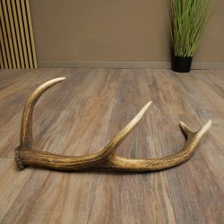 Porte-bois de cerf rouge, 14 branches, poids 1,45 kg, longueur 70 cm, bois de cerf tombé, 71.1.192