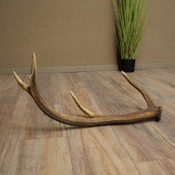 Porte-bois de cerf rouge, 14 branches, poids 1,45 kg, longueur 70 cm, bois de cerf tombé, 71.1.192