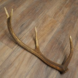 Porte-bois de cerf rouge, 14 branches, poids 1,45 kg, longueur 70 cm, bois de cerf tombé, 71.1.192