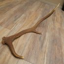 Rothirsch Stange 6 ender Gewicht 0,8 kg Länge 56 cm Hirsch Abwurfstange 71.1.205