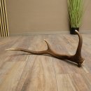 Rothirsch Stange 6 ender Gewicht 0,8 kg Länge 56 cm Hirsch Abwurfstange 71.1.205