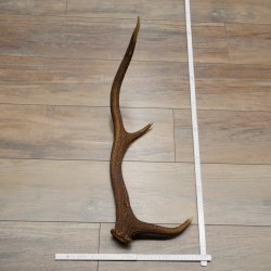 Rothirsch Stange 6 ender Gewicht 0,8 kg Länge 56 cm Hirsch Abwurfstange 71.1.205