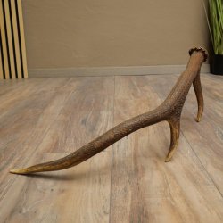 Rothirsch Stange 6 ender Gewicht 0,8 kg Länge 56 cm Hirsch Abwurfstange 71.1.205