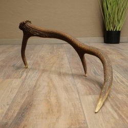 Rothirsch Stange 6 ender Gewicht 0,8 kg Länge 56 cm Hirsch Abwurfstange 71.1.205