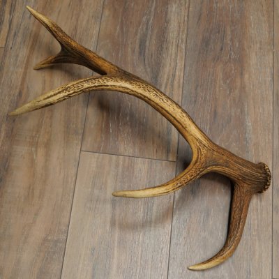 Porte-bois de cerf rouge, 14 branches, poids 1,45 kg, longueur 70 cm, bois de cerf tombé, 71.1.192