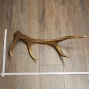 Porte-bois de cerf rouge, 14 branches, poids 1,45 kg, longueur 70 cm, bois de cerf tombé, 71.1.192