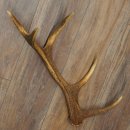 Porte-bois de cerf rouge, 14 branches, poids 1,45 kg, longueur 70 cm, bois de cerf tombé, 71.1.192