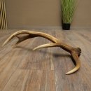 Porte-bois de cerf rouge, 14 branches, poids 1,45 kg, longueur 70 cm, bois de cerf tombé, 71.1.192