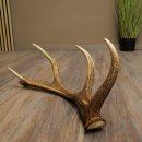 Porte-bois de cerf rouge, 14 branches, poids 1,45 kg, longueur 70 cm, bois de cerf tombé, 71.1.192