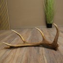 Porte-bois de cerf rouge, 14 branches, poids 1,45 kg, longueur 70 cm, bois de cerf tombé, 71.1.192