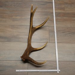 Porte-bois de cerf rouge, 14 branches, poids 1,45 kg, longueur 70 cm, bois de cerf tombé, 71.1.192