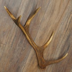 Porte-bois de cerf rouge, 14 branches, poids 1,45 kg, longueur 70 cm, bois de cerf tombé, 71.1.192