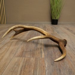 Porte-bois de cerf rouge, 14 branches, poids 1,45 kg, longueur 70 cm, bois de cerf tombé, 71.1.192