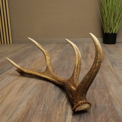 Porte-bois de cerf rouge, 14 branches, poids 1,45 kg, longueur 70 cm, bois de cerf tombé, 71.1.192