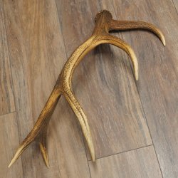 Porte-bois de cerf rouge, 14 branches, poids 1,45 kg, longueur 70 cm, bois de cerf tombé, 71.1.192