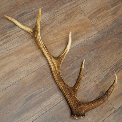 Cuerno de ciervo rojo de 14 puntas, peso 1,45 kg, longitud 70 cm. Cuerno desprendido de ciervo 71.1.192