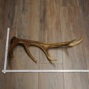 Porte-bois de cerf rouge, 14 branches, poids 1,45 kg,...