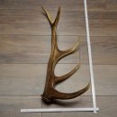 Cuerno de ciervo rojo de 14 puntas, peso 1,45 kg, longitud 70 cm. Cuerno desprendido de ciervo 71.1.192