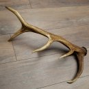 Cuerno de ciervo rojo de 14 puntas, peso 1,45 kg, longitud 70 cm. Cuerno desprendido de ciervo 71.1.192