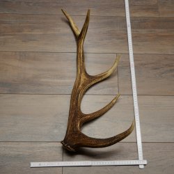 Cuerno de ciervo rojo de 14 puntas, peso 1,45 kg, longitud 70 cm. Cuerno desprendido de ciervo 71.1.192